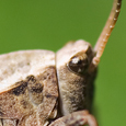 Tetrix subulata